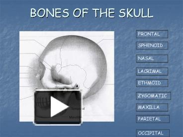 PPT – BONES OF THE SKULL PowerPoint Presentation | Free To View - Id ...