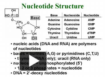 PPT – Nucleic Acids DNA And RNA Are Polymers Of Nucleotides PowerPoint ...