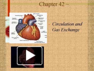 Ppt Circulation And Gas Exchange Powerpoint Presentation Free To