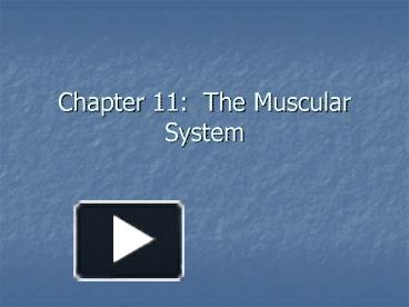 PPT Chapter The Muscular System PowerPoint Presentation Free To View Id Ce MTViY