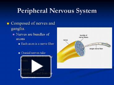 physiology of peripheral nervous system ppt