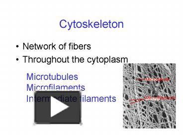 PPT – Cytoskeleton PowerPoint Presentation | Free To View - Id: 14ceb0 ...