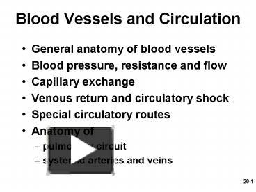 PPT Blood Vessels And Circulation PowerPoint Presentation Free To