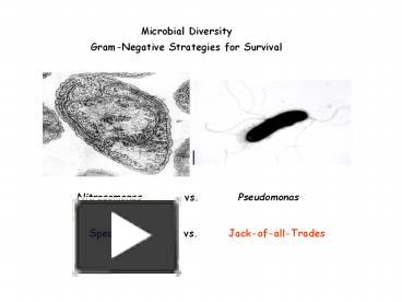 PPT – Microbial Diversity PowerPoint Presentation | Free To Download ...