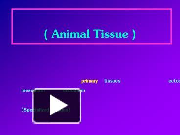 PPT – Animal Tissue PowerPoint Presentation | Free To View - Id: 1ab364 ...