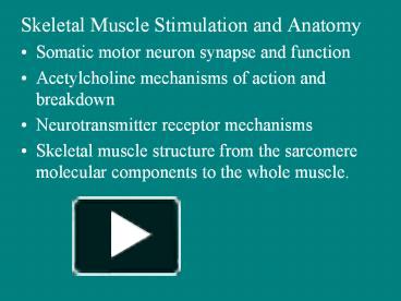 PPT – Skeletal Muscle Stimulation And Anatomy PowerPoint Presentation ...