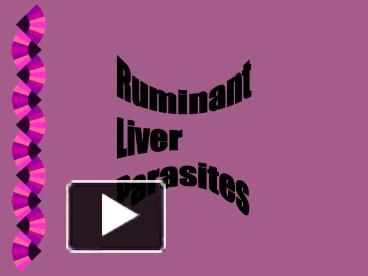 PPT – Ruminant PowerPoint Presentation | Free To View - Id: 1cbd56-ZDc1Z