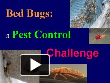 PPT – Bed Bugs: PowerPoint Presentation | Free To View - Id: 1cc95-ZjM0N