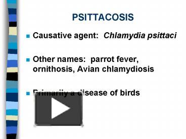 PPT – PSITTACOSIS PowerPoint Presentation | Free To View - Id: 1e589-YmRjM