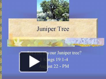 PPT – Juniper Tree PowerPoint presentation | free to download - id:  1e9742-MTczM