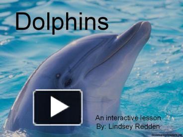 Ppt – Dolphins Powerpoint Presentation 