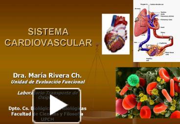 PPT – SISTEMA CARDIOVASCULAR PowerPoint Presentation | Free To View ...