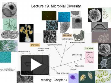 PPT – Lecture 19. Microbial Diversity PowerPoint Presentation | Free To ...