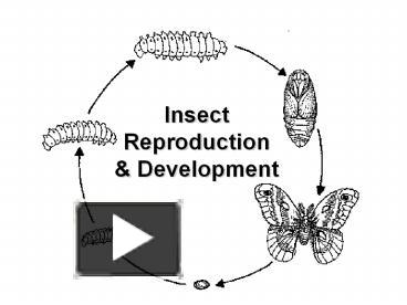 PPT – Insect Reproduction PowerPoint Presentation | Free To Download ...