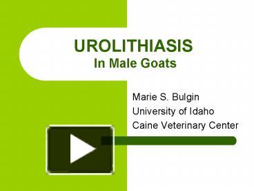 PPT – UROLITHIASIS In Male Goats PowerPoint Presentation | Free To View ...