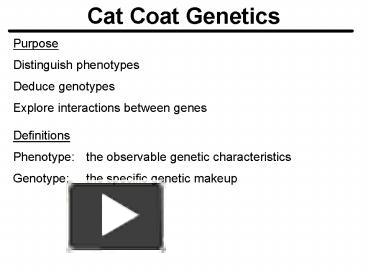 PPT – Cat Coat Genetics PowerPoint Presentation | Free To Download - Id ...