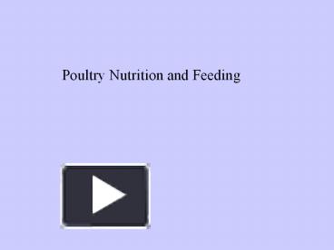 PPT – Poultry Nutrition And Feeding PowerPoint Presentation | Free To ...