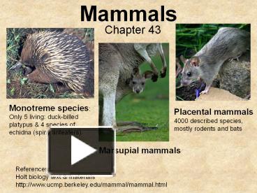 PPT – Mammals PowerPoint Presentation | Free To View - Id: 3bd3b0-NjIxN