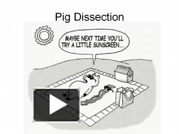 PPT – Pig Dissection PowerPoint presentation | free to download - id