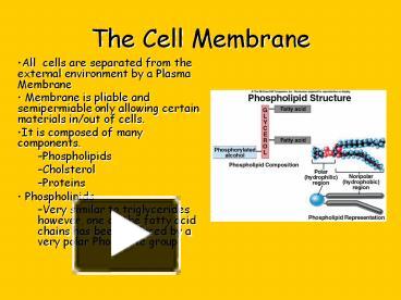 PPT – The Cell Membrane PowerPoint Presentation | Free To View - Id ...