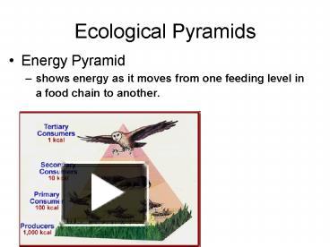 PPT – Ecological Pyramids PowerPoint Presentation | Free To View - Id ...