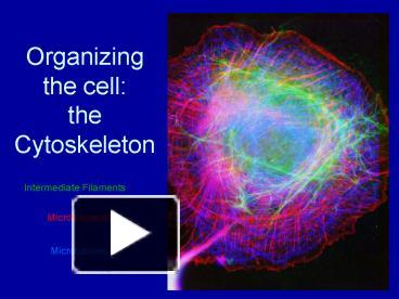 PPT – Organizing The Cell: The Cytoskeleton PowerPoint Presentation ...