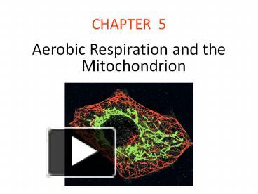 PPT – Aerobic Respiration And The Mitochondrion PowerPoint Presentation ...