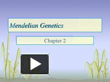 Ppt Mendelian Genetics Powerpoint Presentation Free To View Id