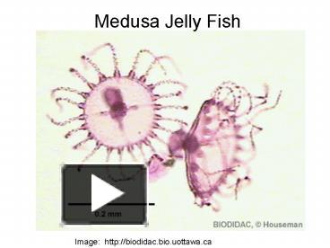 PPT – Medusa Jelly Fish PowerPoint Presentation | Free To Download - Id ...