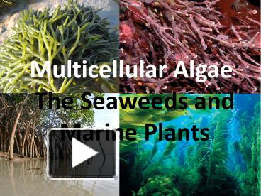 PPT – Multicellular Algae: The Seaweeds And Marine Plants PowerPoint ...