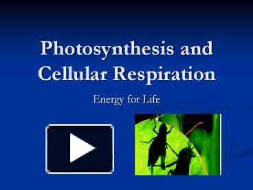 PPT – Photosynthesis And Cellular Respiration PowerPoint Presentation ...