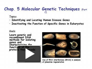 PPT – Chap. 5 Molecular Genetic Techniques (Part C) PowerPoint ...