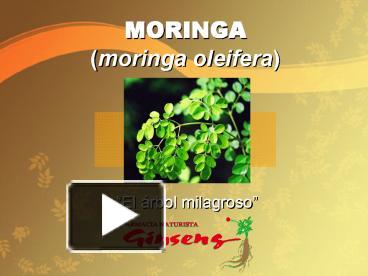 PPT – MORINGA (moringa Oleifera) PowerPoint Presentation | Free To View ...