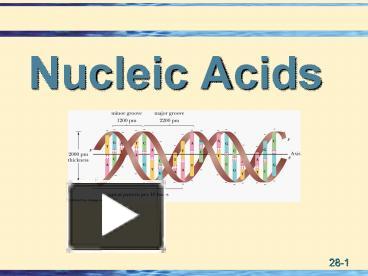 PPT – Nucleic Acids PowerPoint Presentation | Free To Download - Id ...