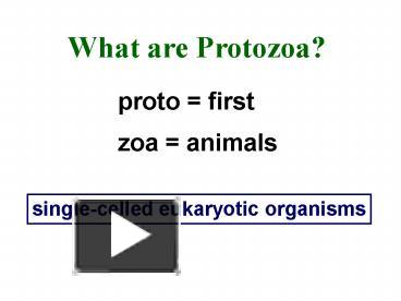 PPT – What Are Protozoa? PowerPoint Presentation | Free To Download ...