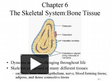 Ppt Chapter The Skeletal System Bone Tissue Powerpoint Presentation