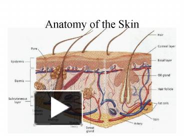 PPT – Anatomy Of The Skin PowerPoint Presentation | Free To View - Id ...