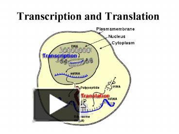 PPT – Transcription And Translation PowerPoint Presentation | Free To ...