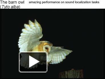 Ppt The Barn Owl Powerpoint Presentation Free To View Id