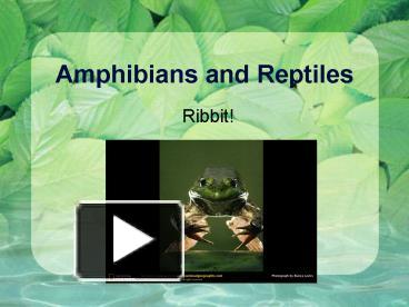 PPT – Amphibians And Reptiles PowerPoint Presentation | Free To View ...