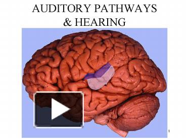 PPT – AUDITORY PATHWAYS PowerPoint Presentation | Free To View - Id ...