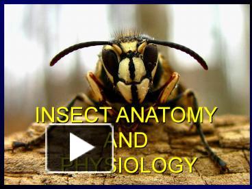 PPT – INSECT ANATOMY AND PHYSIOLOGY PowerPoint Presentation | Free To ...