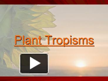 PPT – Plant Tropisms PowerPoint Presentation | Free To View - Id ...