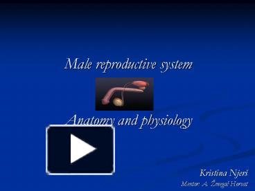 PPT – Male Reproductive System Anatomy And Physiology PowerPoint ...