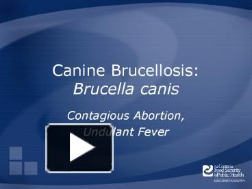 PPT – Canine Brucellosis: Brucella Canis PowerPoint Presentation | Free ...