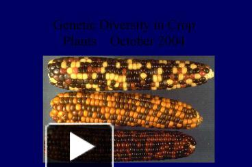 PPT – Genetic Diversity In Crop PowerPoint Presentation | Free To View ...