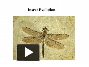 PPT – Insect Evolution PowerPoint Presentation | Free To View - Id ...