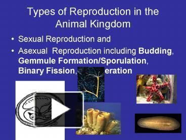 Ppt – Types Of Reproduction In The Animal Kingdom Powerpoint 