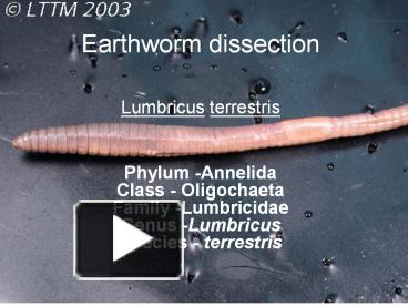 Free virtual worm dissection