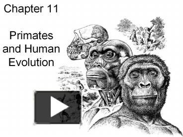 PPT – Chapter 11 Primates And Human Evolution PowerPoint Presentation ...